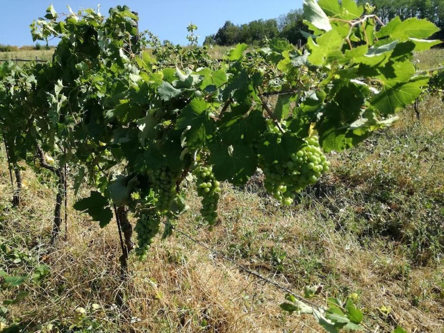 Momperone Oasi Di Mastarone - Il Vino E Le Roseヴィラ エクステリア 写真